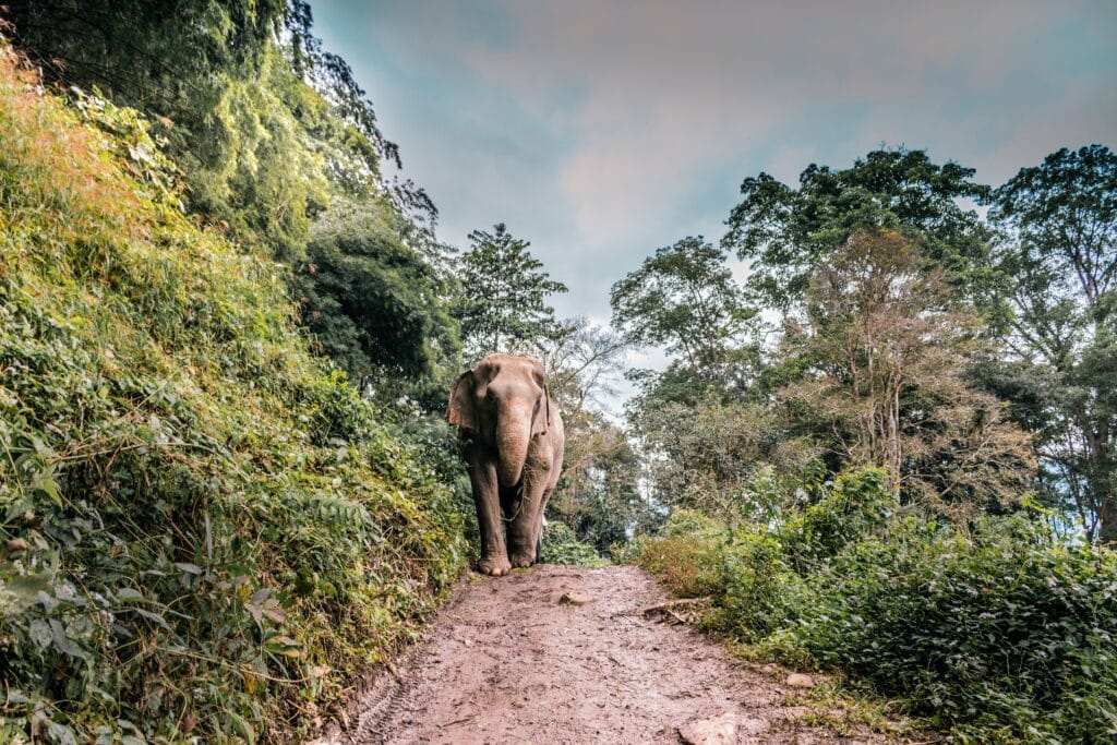 Family Travel - Elephant Sanctuary in Thailand