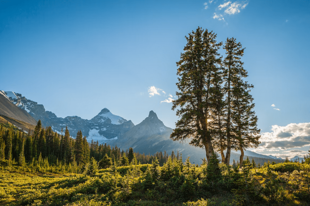 Canada's Rockies - Jasper National Park