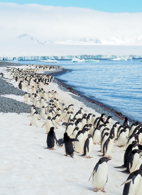 How to Get to Antarctica – All You Need to Know!