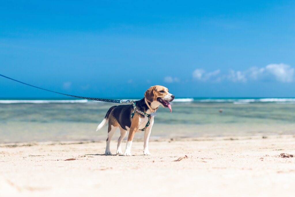 Vacation - dog in the beach