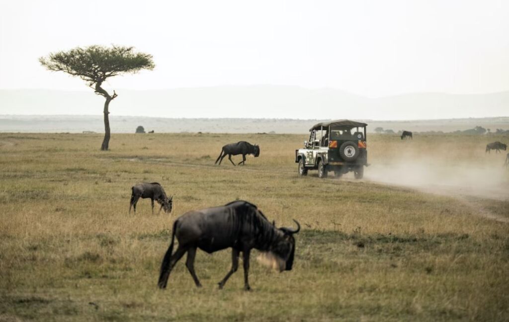 Family Travel - African Safari