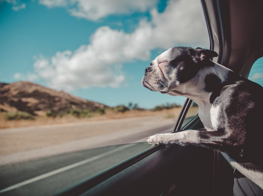 Vacation - road tripping with dogs