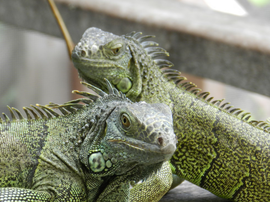 Belize Zoo