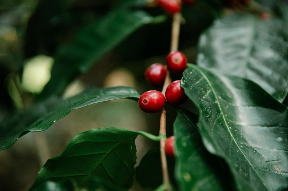 Hawaii - Kona Coffee Farm