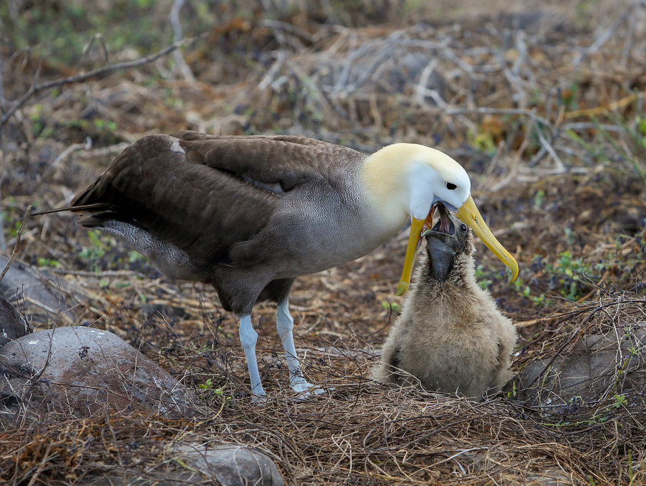 Galapagos - Espanola Island