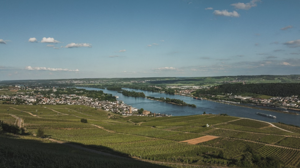 Rudesheim - Vineyard