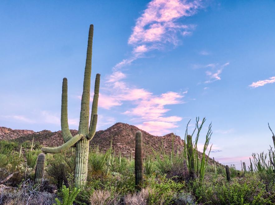 Arizona-Tucson