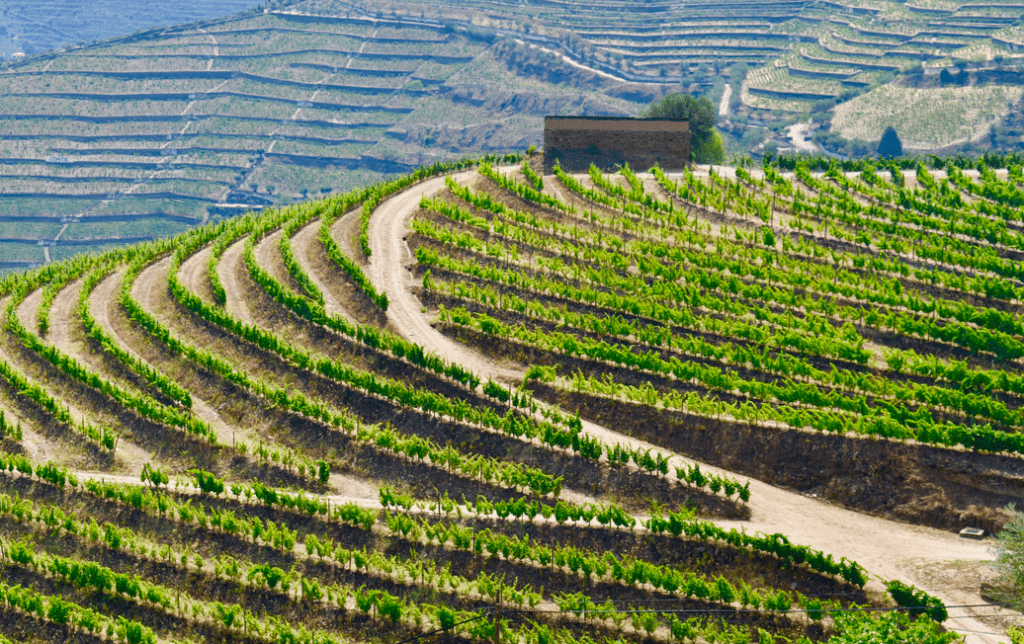 Vacation Ideas - Porto vineyard