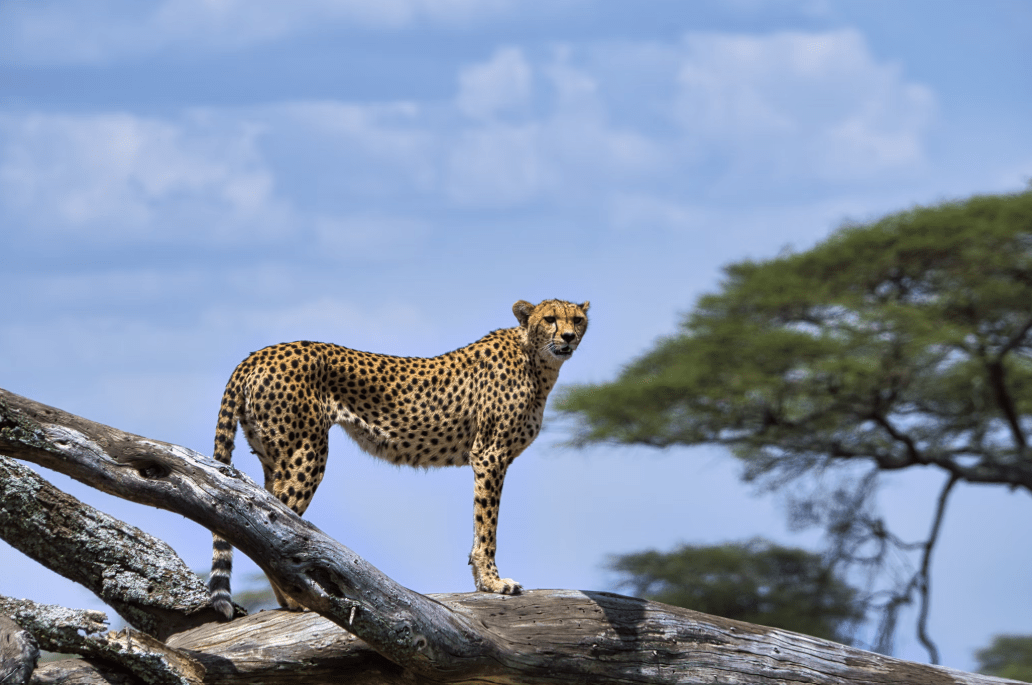 Africa - Serengeti National Park