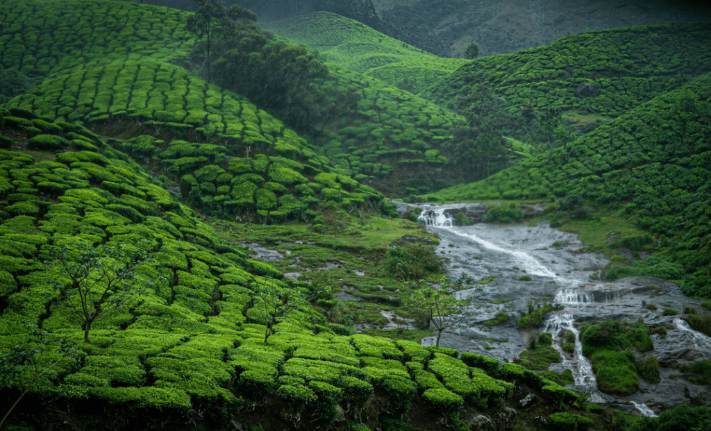 India - Munnar Tea Plantations