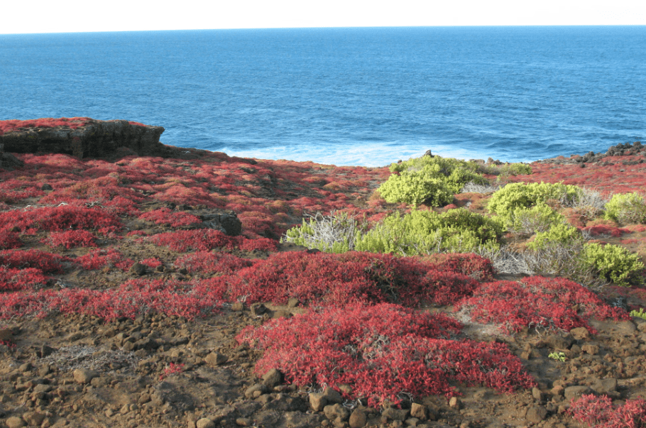 Sustainable Escapes - Galapagos Islands