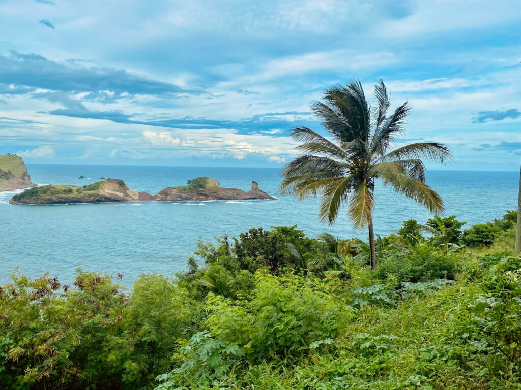 St. Lucia - a palm tree on a hill overlooking a body of water