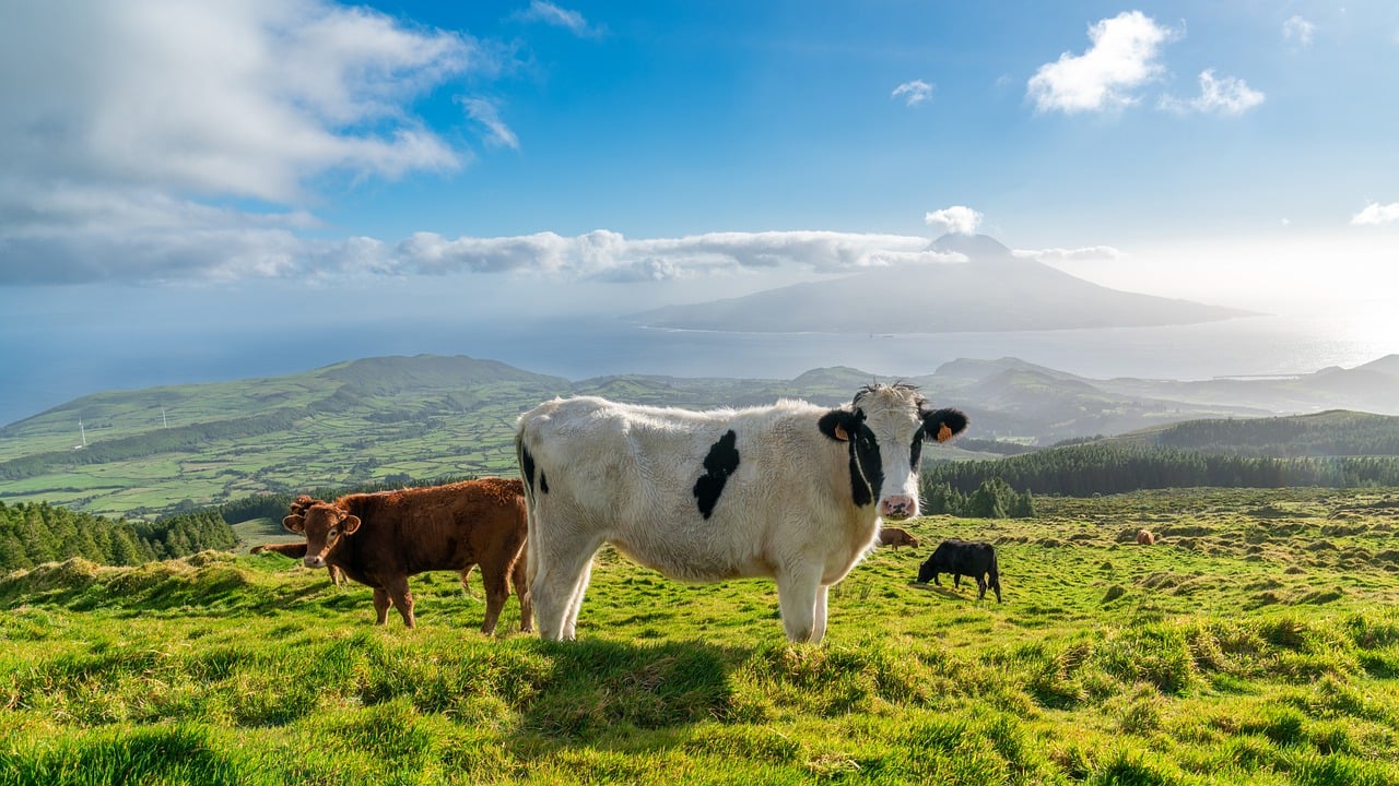 cattle, azores, portugal