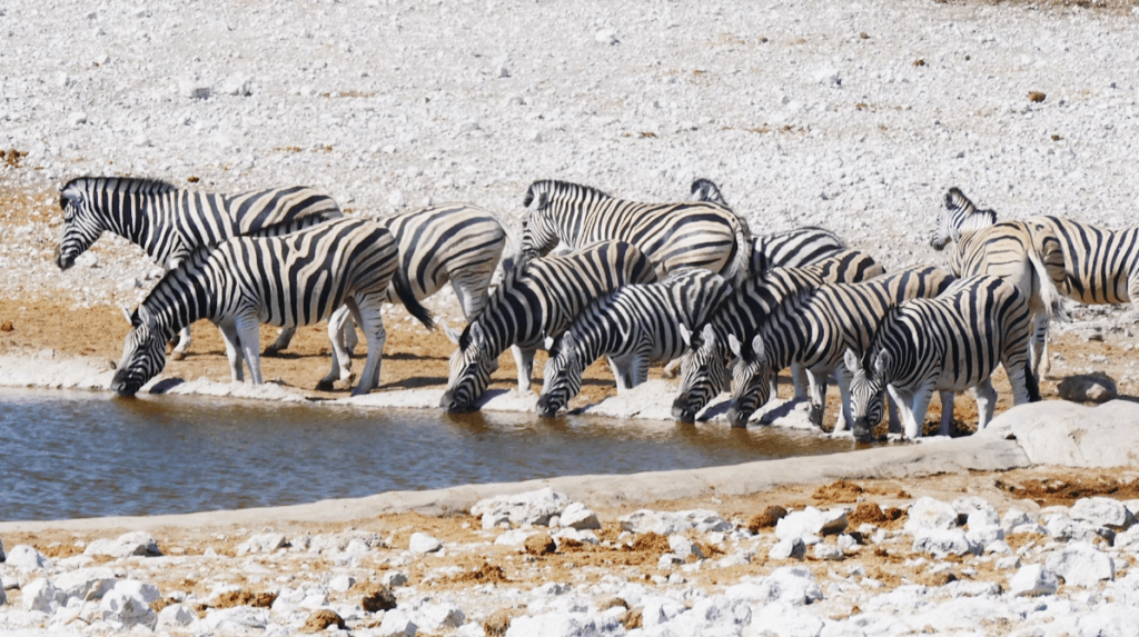 Namibia - Etosha National Park