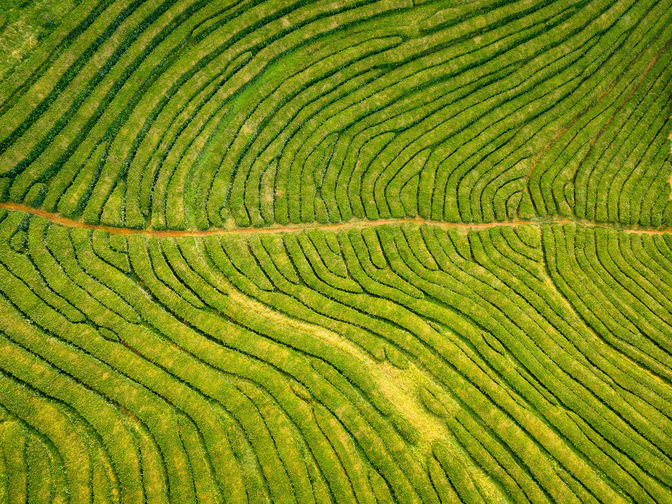 Captivating aerial view of lush green tea plantation fields in Açores, Portugal.