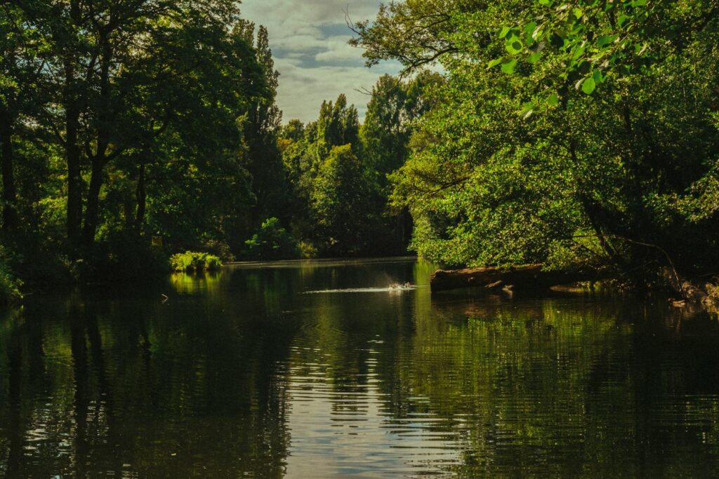 Peaceful scene of a forest lake with lush greenery in Berlin's Tiergarten Park.