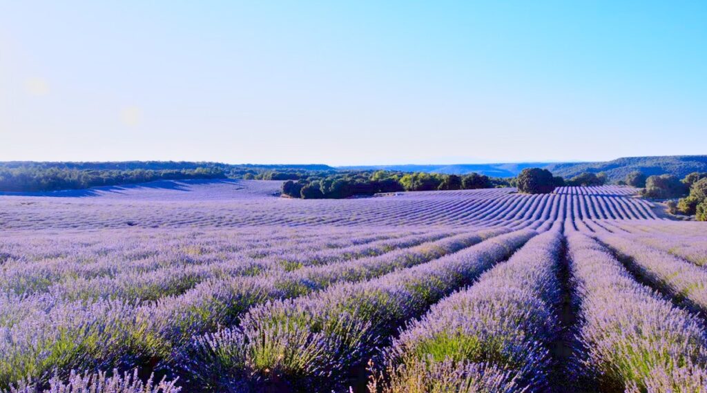 Avignon Lavenders