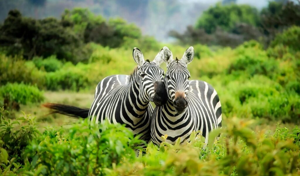 Trip - African Safari