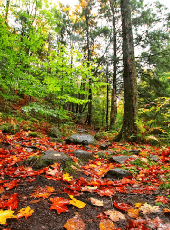 Itineraries that teach - Fall in Quebec